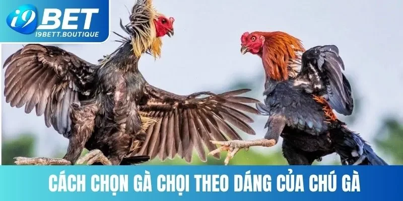 Cách chọn gà chọi theo dáng của chú gà