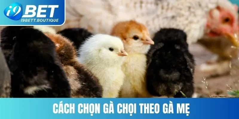 Cách chọn gà chọi theo gà mẹ