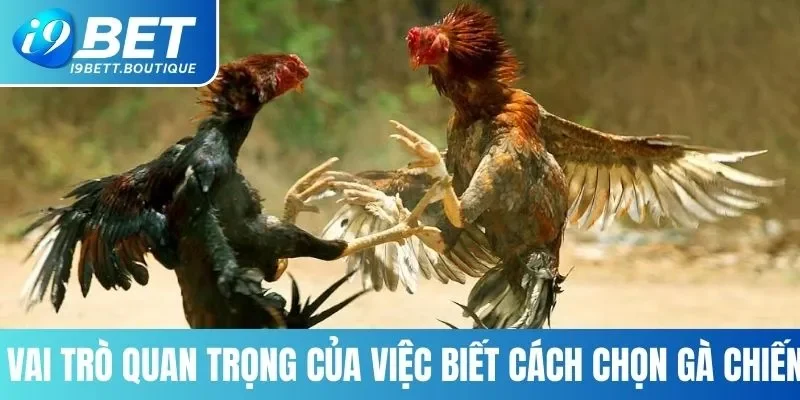 Vai trò quan trọng của việc biết cách chọn gà chiến