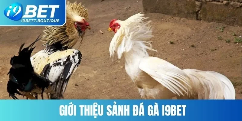 Giới thiệu tổng quan sảnh cược đá gà của nhà cái