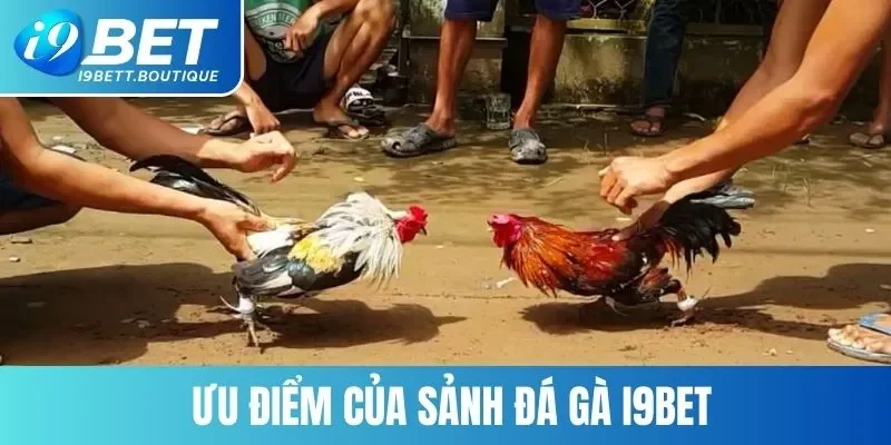 Những điểm mạnh của sảnh đá gà thu hút triệu người chơi