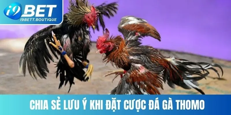Chia sẻ lưu ý khi đặt cược đá gà Thomo