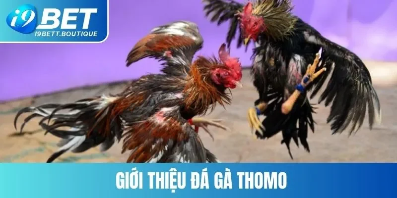 Giới thiệu đá gà Thomo 