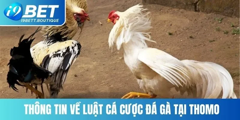 Thông tin về luật cá cược đá gà tại Thomo